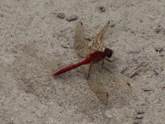 Sympetrum internum