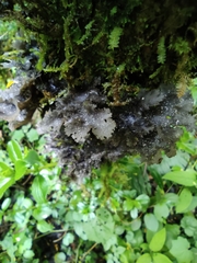 Lobariaceae