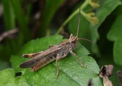 Chorthippus biguttulus