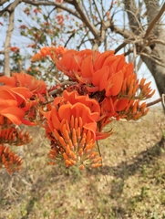 Erythrina poeppigiana