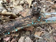 Chlorociboria aeruginascens