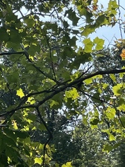 Fraxinus americana
