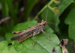 Chorthippus biguttulus