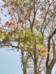 Erythrina poeppigiana