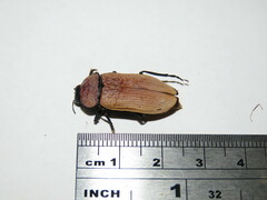 Temognatha wimmerae