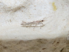 Plutella xylostella