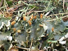 Peltigera hymenina