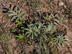 Potentilla hippiana