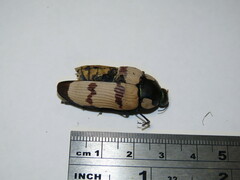 Temognatha conspicillata