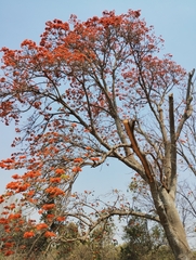 Erythrina poeppigiana