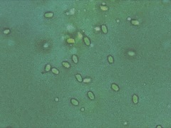 Hohenbuehelia thornii