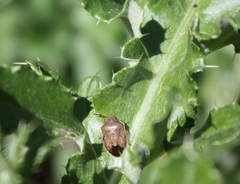 Holcostethus limbolarius