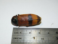 Temognatha westwoodi