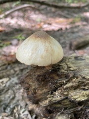 Pluteus longistriatus
