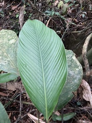 Calathea lutea