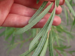 Salix interior