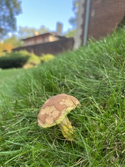 Lanmaoa pseudosensibilis