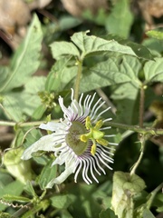 Passiflora bryonioides
