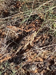 Phrynosoma cornutum