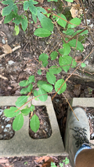 Viburnum prunifolium