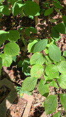 Cornus rugosa