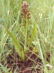 Dactylorhiza incarnata incarnata