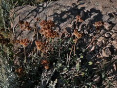 Eriogonum umbellatum