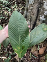 Calathea lutea