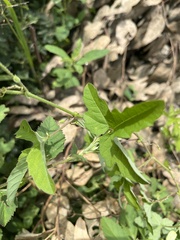Passiflora bryonioides
