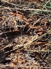 Phrynosoma cornutum
