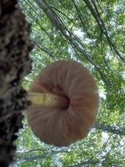 Pluteus longistriatus
