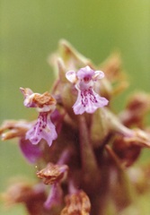 Dactylorhiza incarnata incarnata