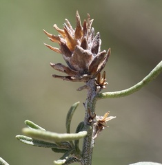 Rhopalomyia ericameriae