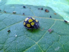 Epilachna mexicana