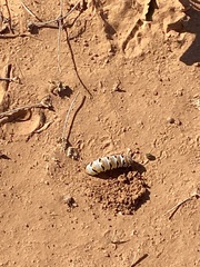 Euscirrhopterus gloveri