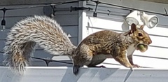 Sciurus carolinensis