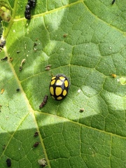 Epilachna mexicana