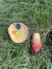 Lanmaoa pseudosensibilis
