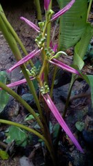 Heliconia aemygdiana
