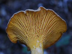 Cantharellus roseocanus
