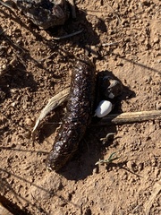 Phrynosoma cornutum