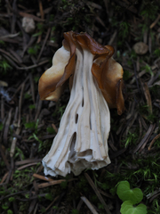 Helvella crispa