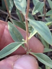 Monardella odoratissima