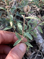 Monardella odoratissima