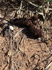 Phrynosoma cornutum