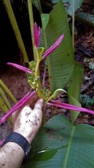 Heliconia aemygdiana