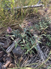 Monardella odoratissima