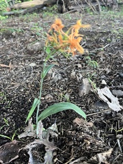 Platanthera ciliaris