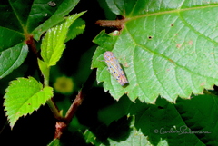 Apogonalia stalii