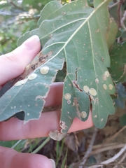 Neuroterus albipes